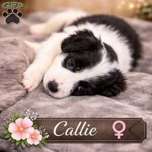 Callie, Border Collie Mix Puppy